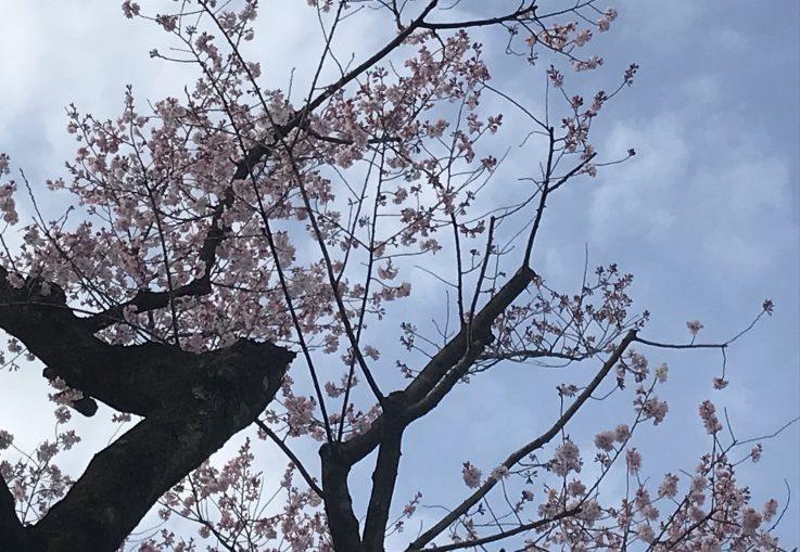 桜が綺麗な季節です！
