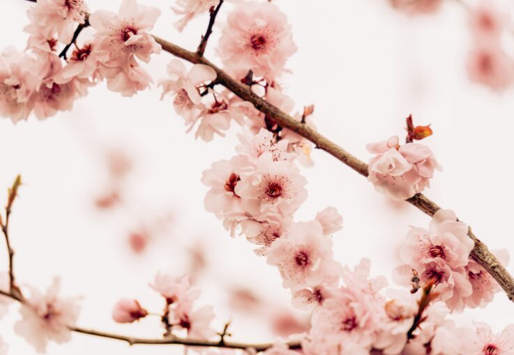 春の配送の楽しみ｜都内でふと立ち寄れる桜スポット